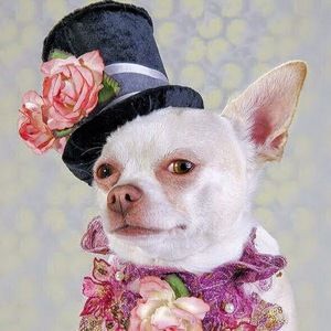 Meet your Posher, Melissa